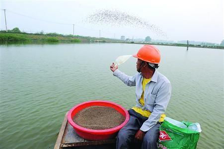 小龙虾苗的苗种优选及管理知识，建议收藏