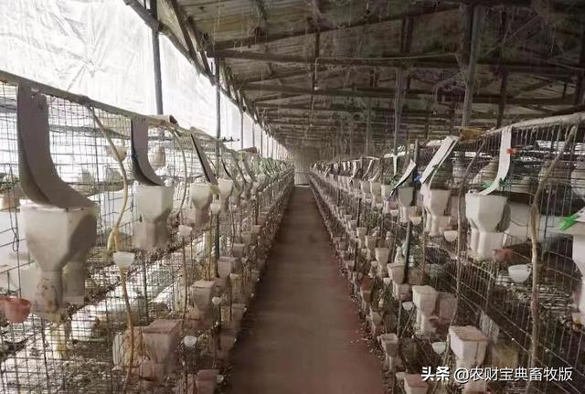 广东养猪大户猪场清栏，投资90万元改养鸽，每对种鸽利润超100元