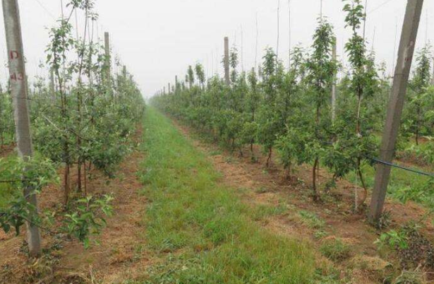 苹果栽植技术要点，了解这几点，轻松提高种植产量