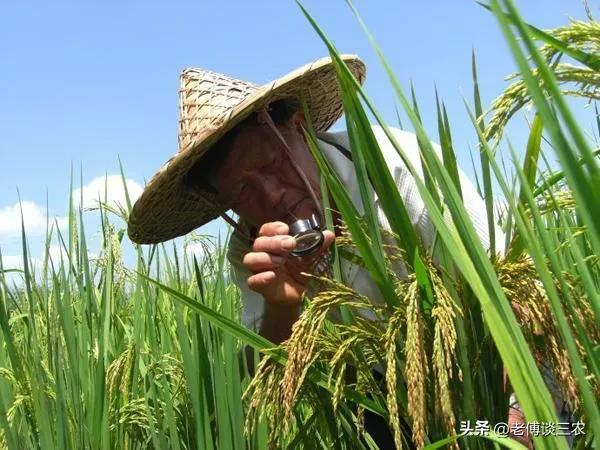 竹子和水稻杂交结出稻谷叫竹稻，不易发病虫害，品质好经济效益高