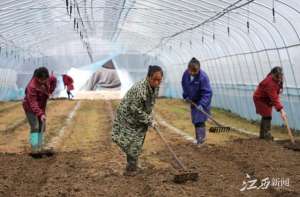 江西羊肚菌种植(广昌：羊肚菌开种)