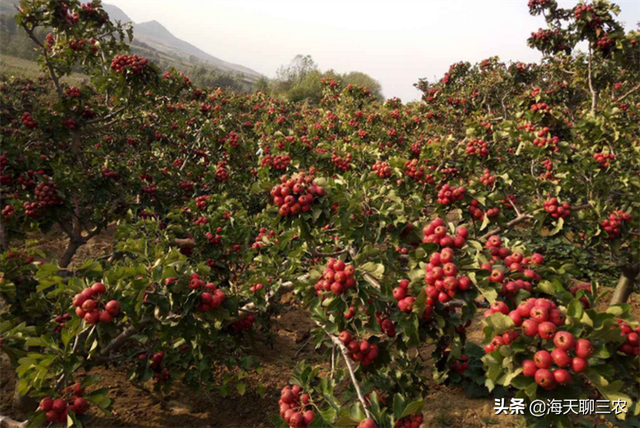 海天聊三农：酸甜可口的山楂是怎么种植的呢？一起来了解一下吧