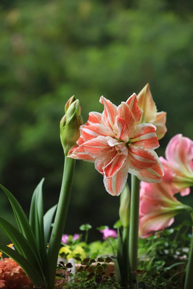 朱顶红！是广东花友，乃至全国各地都可以养的神仙花花