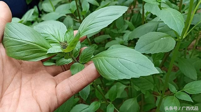 这种香料作用真大，知道的种越来越多，关键它撒籽就长，太好种了