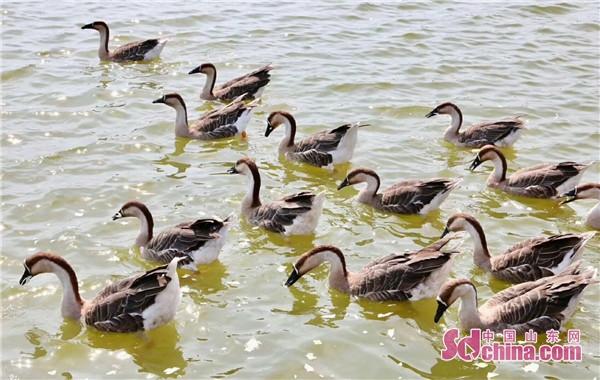 感受生态魅力 万鸟翔集山东北海凤鸣鸟类湿地公园