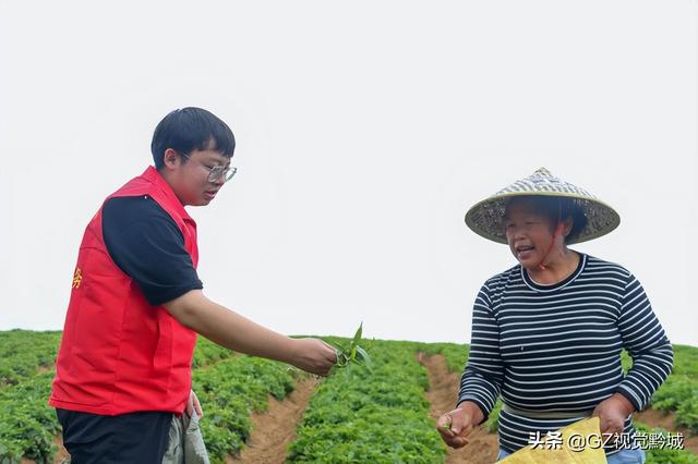 岑巩：太子参种植管护忙