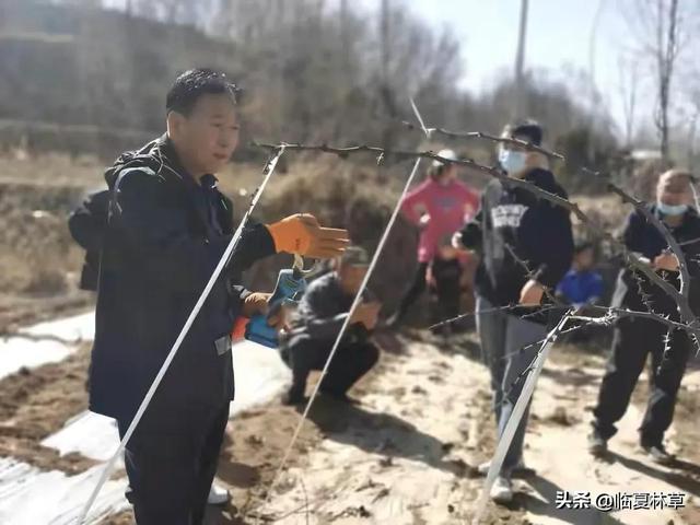 走进林草科技 共建美好家园——临夏州林草局花椒栽培管理技术要点