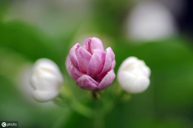 花卉养殖，双色茉莉也叫鸳鸯茉莉，双色茉莉怎么养护才能健康生长