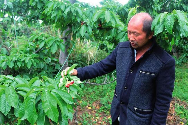 40多棵樱桃树，一年挣了1.5万元，果农老吕再也不用外出打工了