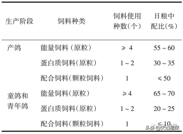 南疆地区肉鸽规模化养殖技术