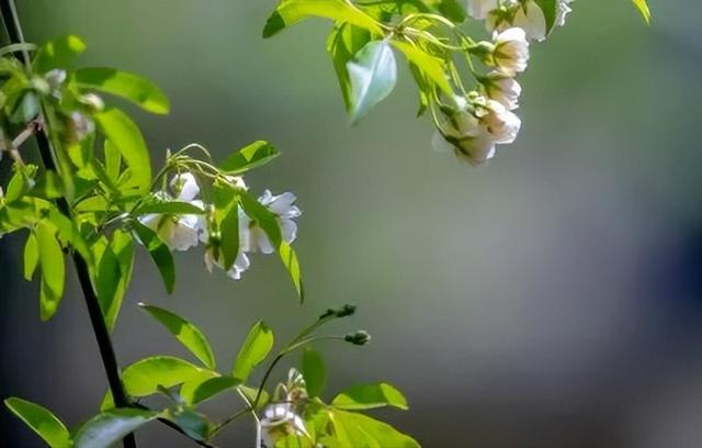 木香花开 不语也倾城