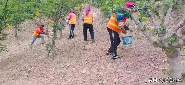 走进林草科技 共建美好家园——临夏州林草局花椒栽培管理技术要点