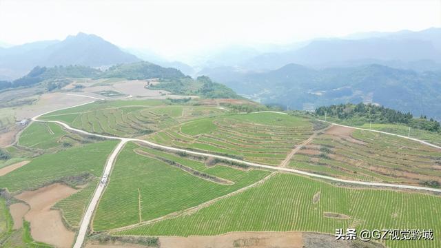 岑巩：太子参种植管护忙