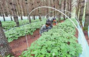 种植规模(云南省中药材种植规模连续5年居全国首位)