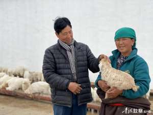 绒山羊养殖前景(返乡播撒致富“种子”)