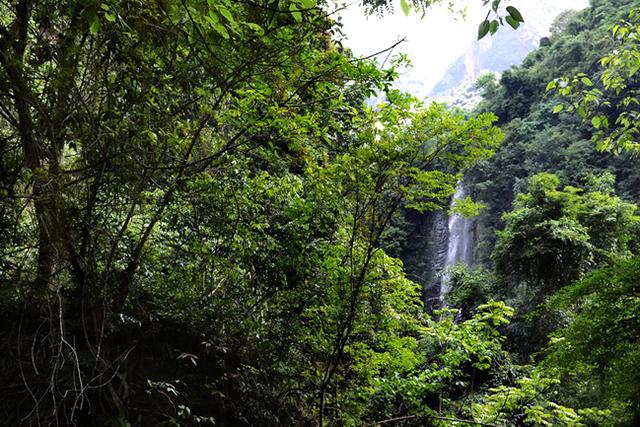 广西靖西巴泽梯田、桫椤、蛤蚧旷世三宝