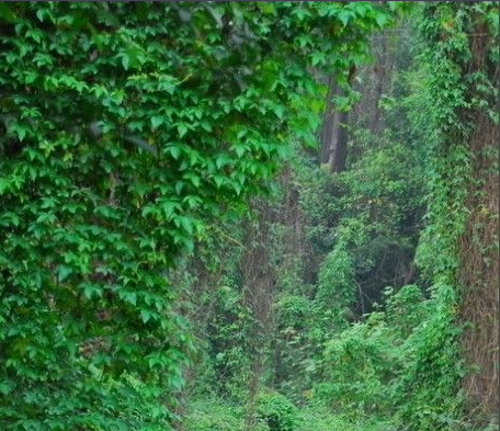 居家必备，四季常青的藤本植物—常春藤种植技术