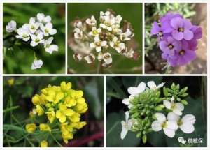 蛇床子种植视频(5步掌握叶菜打药技巧，6招消灭夏季盛发害虫)