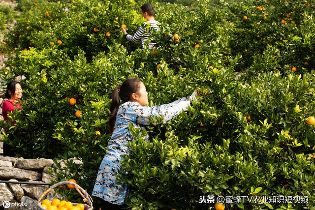 脐橙种植需要什么地理环境，什么样的地能种出好果呢？（一）