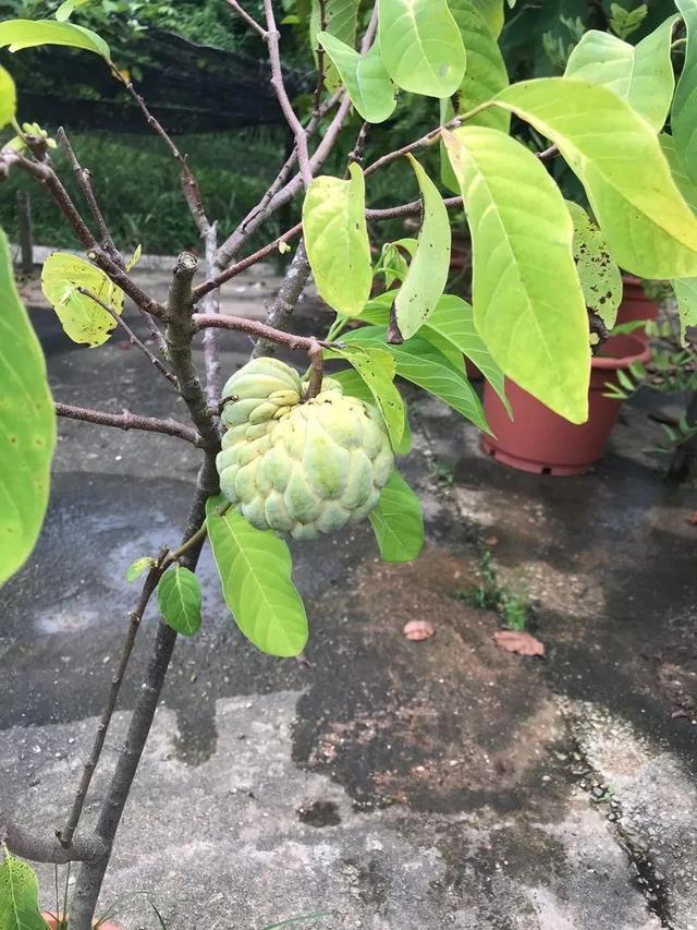 在露台养盆栽番荔枝，选个合适品种，做好几点就能不断挂果