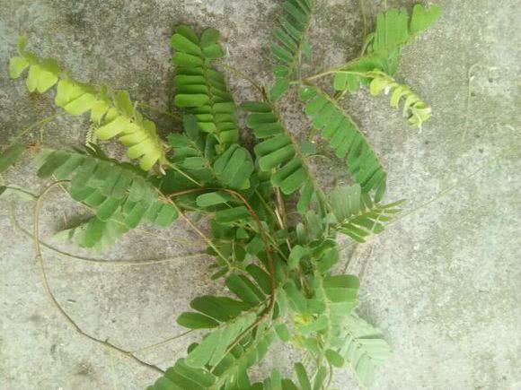 这种植物煲鸡汤最好喝，味道不仅甘甜，据说还能下火