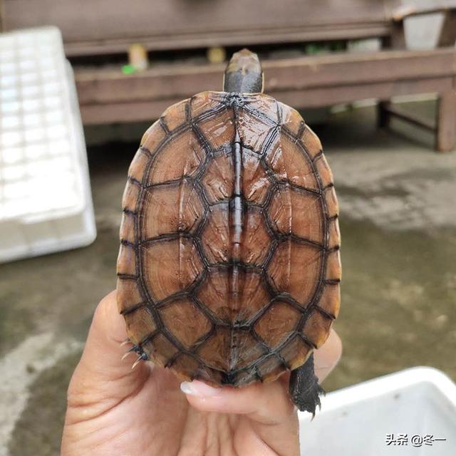 入门养龟推荐，新手必须了解的避坑指南