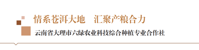 情系苍洱大地 汇聚产粮合力——云南省大理市六绿农业科技综合种植专业合作社