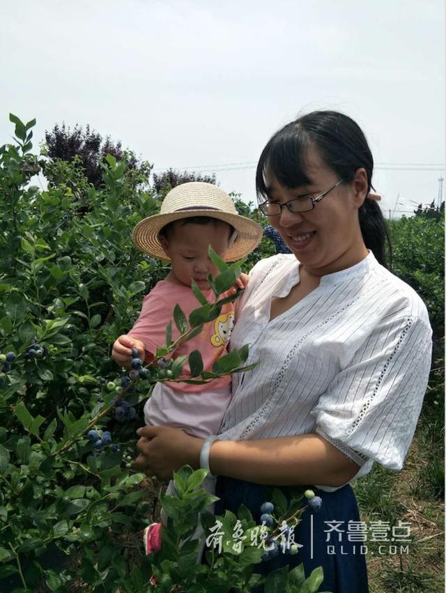 西海岸新区9万亩蓝莓进入盛果季 国内过半种苗出自这