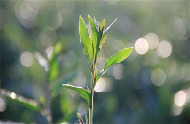 清热去虚劳的枸杞芽生产技术，这些技巧你知道吗？进来学习一下吧