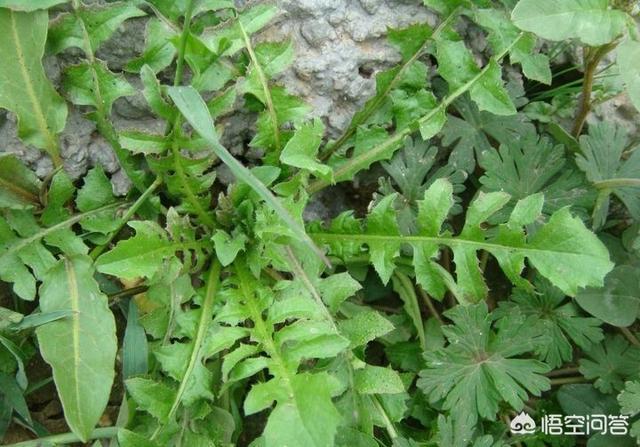 这些可以在家种植的野菜，家里撒一点种子，野菜吃都吃不完