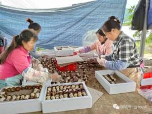 广东食用菌种植基地(白云区牛场乡红锦村：小小食用菌 开出乡村“致富花”)