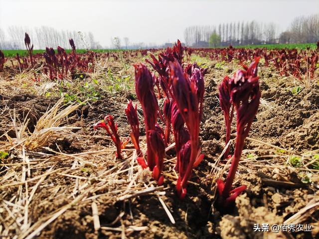 为应对化肥涨价，农民调整种植方式，一亩中药材种出4亩粮食价值