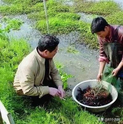 要想小龙虾养的好，你得学会种水草，种水草的5种方法你会吗？