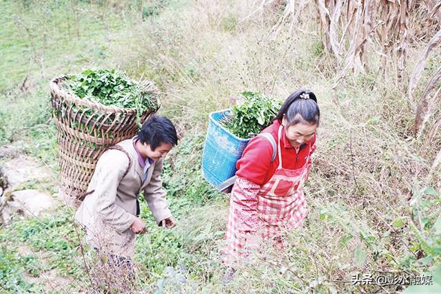 彭水乔梓乡：种植800亩蒲公英让村民的日子越过越红火