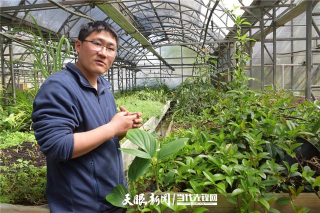 黔山“仙草”出灵药！去年贵州中药材产量达274.13万吨，产值262.59亿元