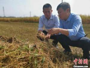 亳州市中药材种植面积(三年种植万亩中药材 千年古镇村民有了增收新路径)