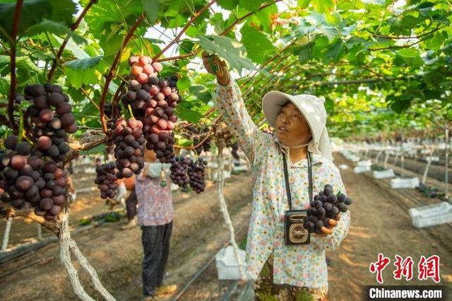 四川彭山：上万亩葡萄陆续成熟果农采摘忙