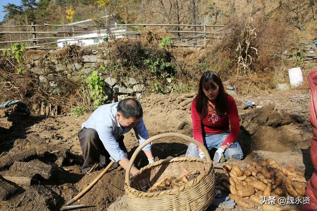 70后夫妻在外打工不误家里农事，种一亩天麻一年增收几万元