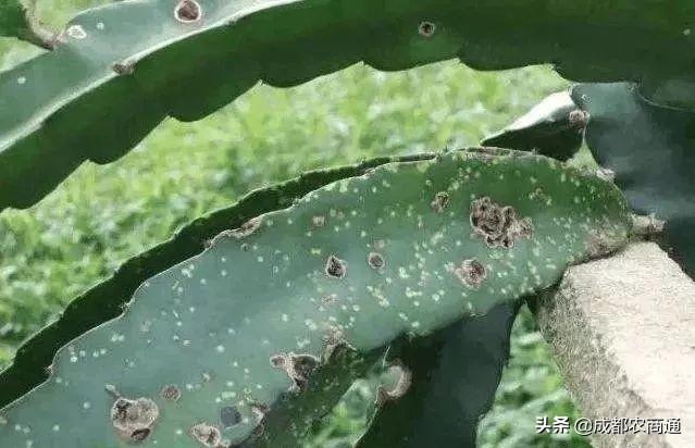 火龙果的种植技术！