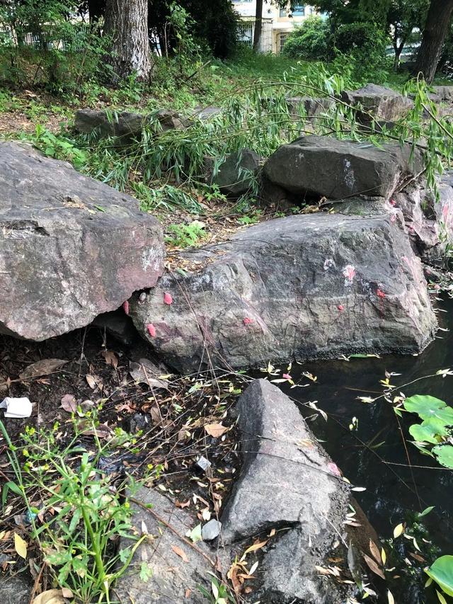 多地已出现 这种东西别误食！寄生虫多达6000条 严重可致死