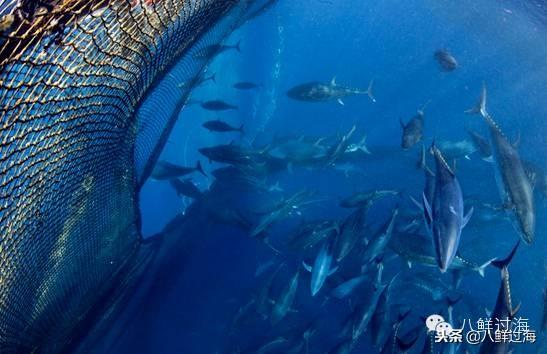 蓝鳍金枪鱼：“海底熊猫”的未知命运！