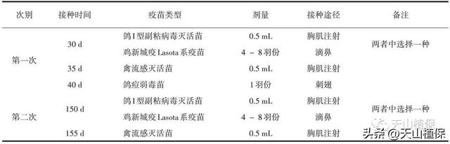 南疆地区肉鸽规模化养殖技术