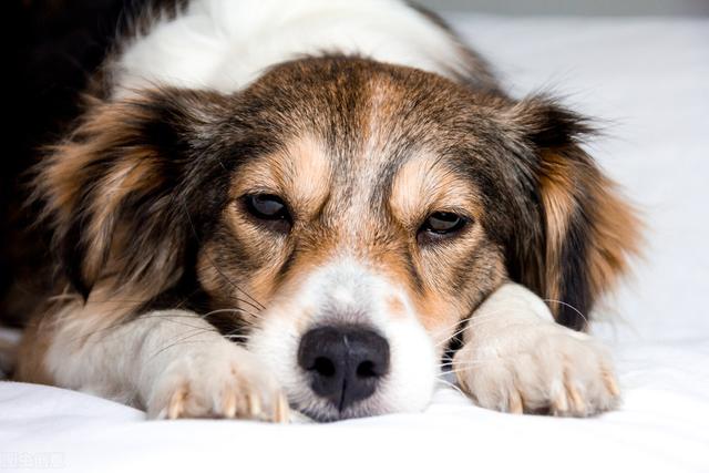 关于犬不同生长阶段的养殖技术，与管理管方法，进来学学