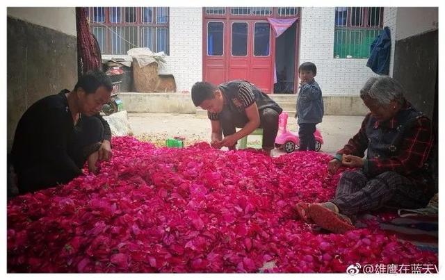 西安这个地方也盛产玫瑰花 众多美食“芳香”的发源地