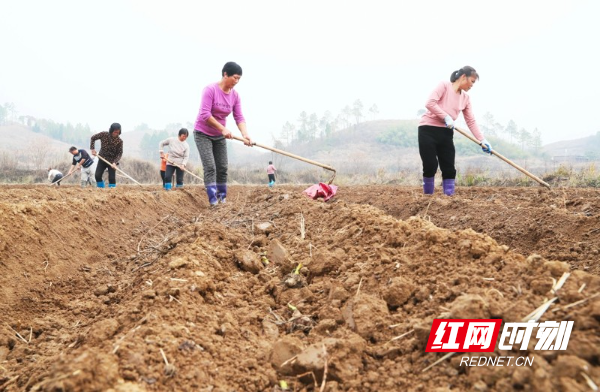 湖南新田：冬日香芋种植忙（组图）