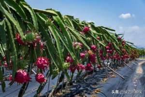 北方可以种植火龙果吗(北方可以种植火龙果吗？怎么施肥产量高？)