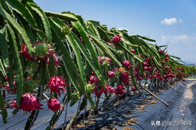 北方可以种植火龙果吗？怎么施肥产量高？