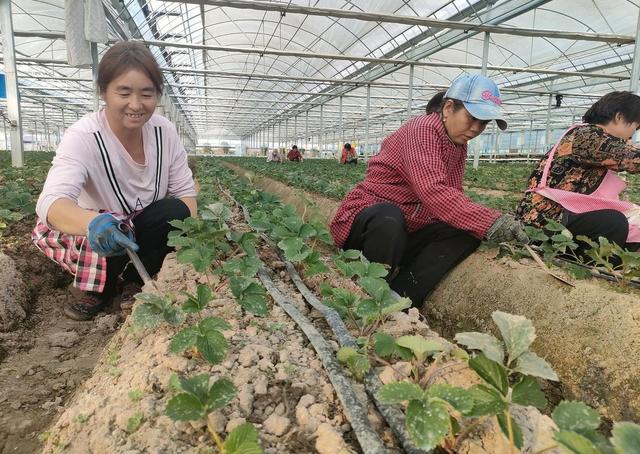 莓田里的秘密：小草莓让我暴富