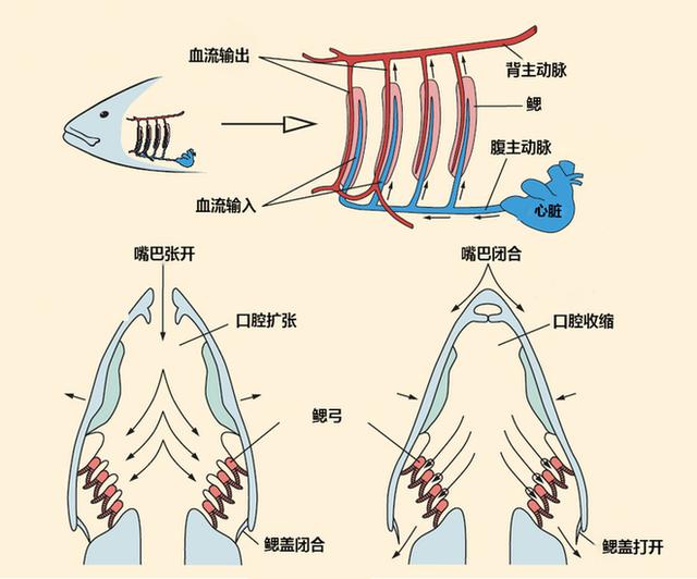 离开水也能存活的鱼，它们是这样呼吸的