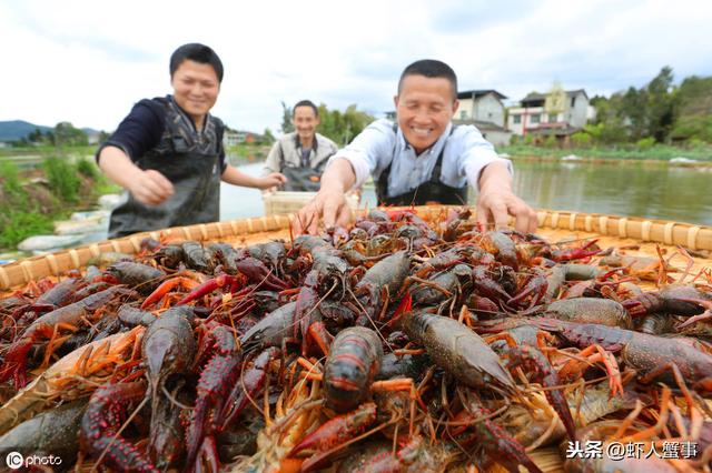 新手养殖户将小龙虾和它共养，每亩多赚4000元！专家：这模式要火